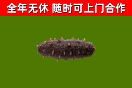 任丘市回收海参干